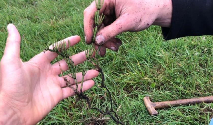 <p>Boeren bekijken de wortels van planten voor beter bodembeheer. </p>