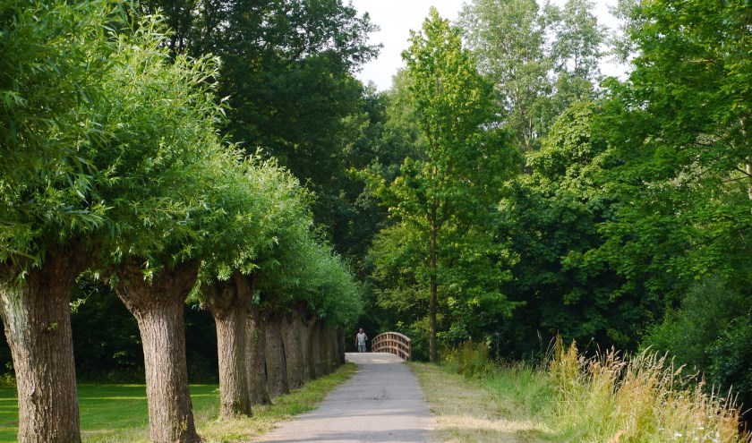 Het 'wilgenlaantje' in park De Houtkamp, zo'n mooie groene oase die de gezondheid goed doet.