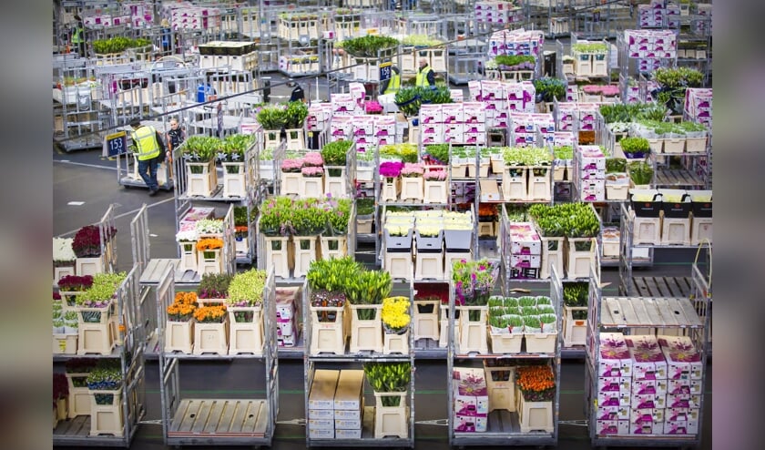 Royal FloraHolland Naaldwijk-Honselersdijk.