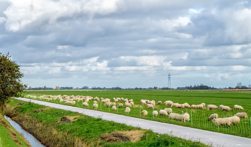 Een tijdelijk hek voorkomt dat de schapen het Gravenpad op dwalen.