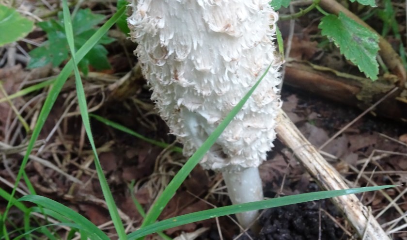 Ook deze geschubde inktzwam kan je tegenkomen in Leiderdorp.