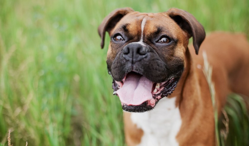 Het gaat bij de verkiezing van de First Dog vooral om karakter.