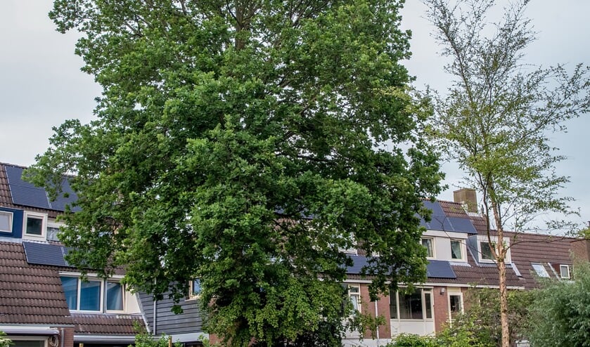 Dat een boom schaduw werpt op zonnepanelen, kan geen reden zijn voor een kapvergunning, volgens het aangepaste bomenbeleidsplan. Als de boom overmatig veel zon en licht in huis of tuin blokkeert, kan dat wel betekenen dat de boom moet wijken.