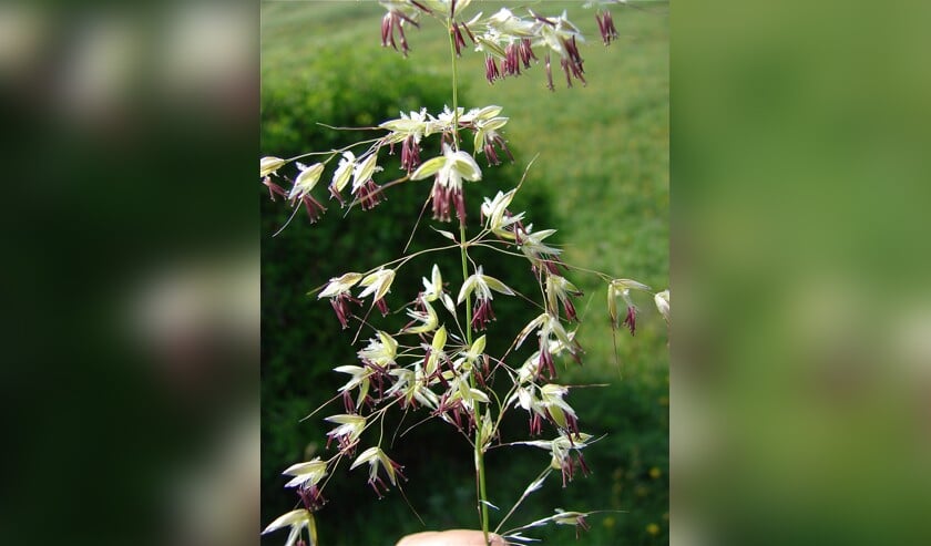 De bloemetjes van de grassoort Arrhenatherum elatius oftewel glanshaver. | Foto: Saxifraga