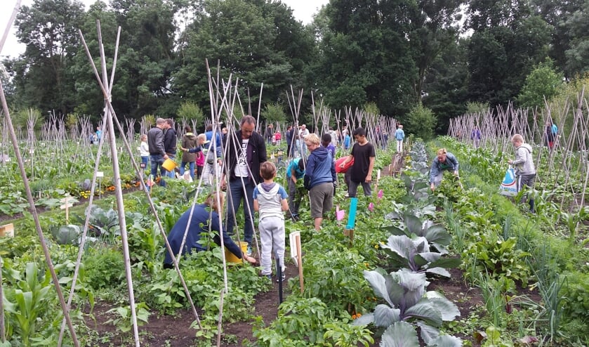 De gewassen staan er prima bij op het schooltuinencomplex in De Bloemerd.