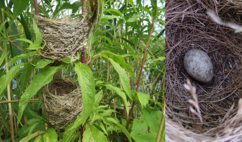 Links de twee nestjes, rechts een close-up van een van de eitjes. Een interessante waarneming met een trieste achtergrond.
