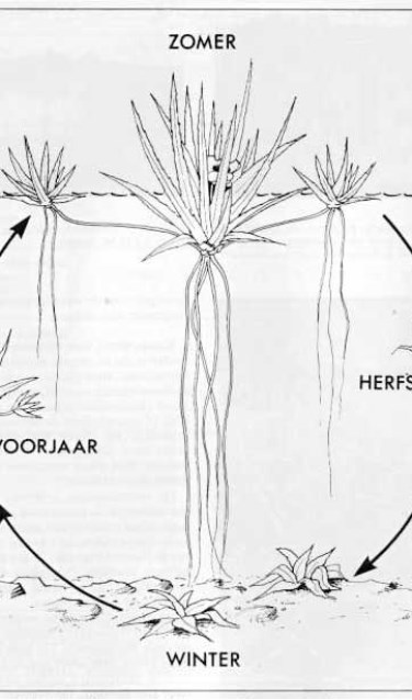 Levenscyclus van krabbescheer (naar Bloemendaal en Roelofs1988).