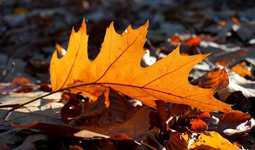 Een afgevallen herfstblaadje van de Amerikaanse eik.