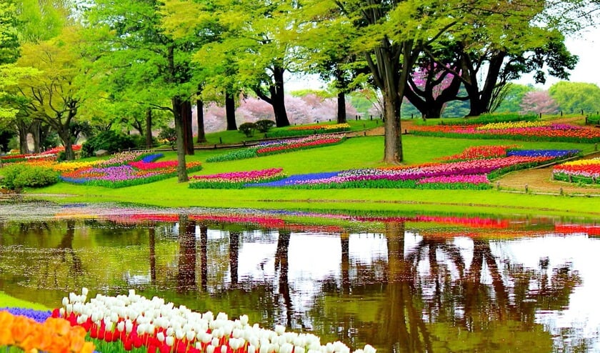 Keukenhof ligt er prachtig bij, maar de paden blijven voorlopig leeg.