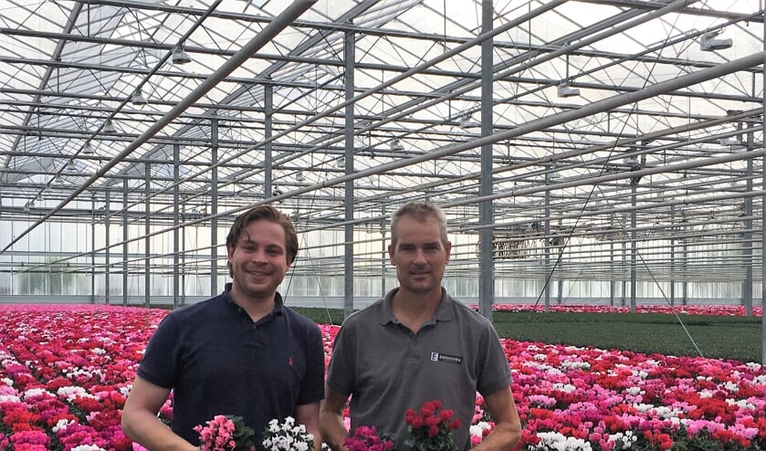 Willem Rolvink en Chris Endhoven tussen de cyclamen.
