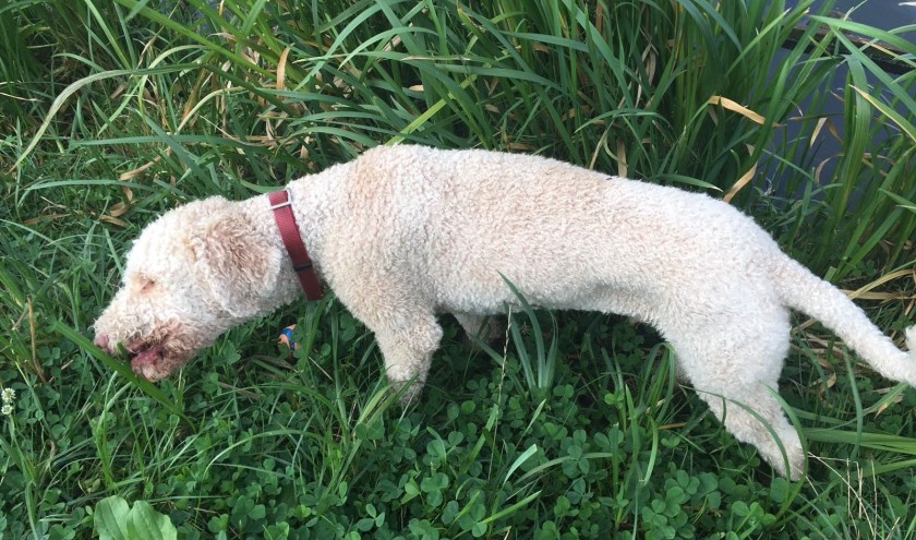 Iedere hond neemt zo af en toe een hapje gras. | Foto: PR