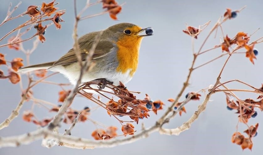 <p>Roodborstjes zie je in deze tijd veel in de tuin.</p>