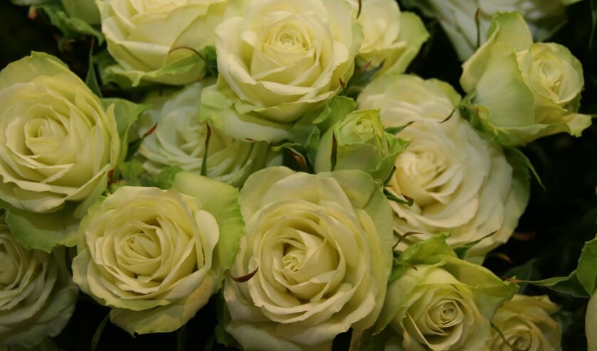 Product Rozen geweldig.