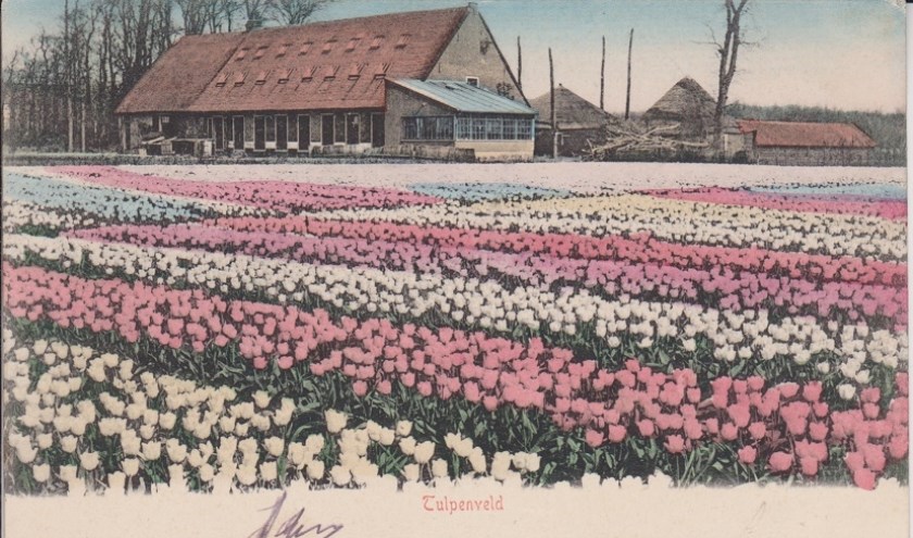 Prentbriefkaart boerderij Druivenstein in gebruik bij de firma Van der Schoot. (1906). | Foto: genootschap Oud De Zilck