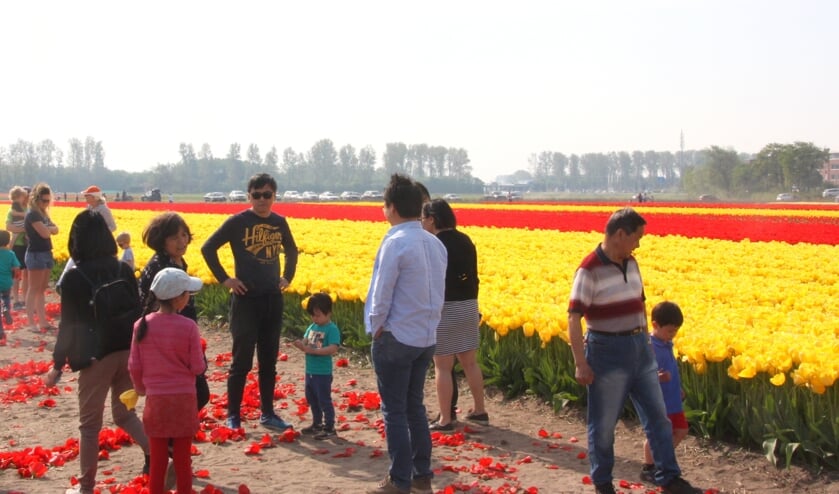 <p>De kleurenpracht zorgt jaar in jaar uit voor een enorme toestroom van toeristen richting de Bollenstreek. Dat probeert men nu vanwege de coronamaatregelen te voorkomen. Toeristen zijn er nu eigenlijk niet, maar dagjesmensen wel.</p>