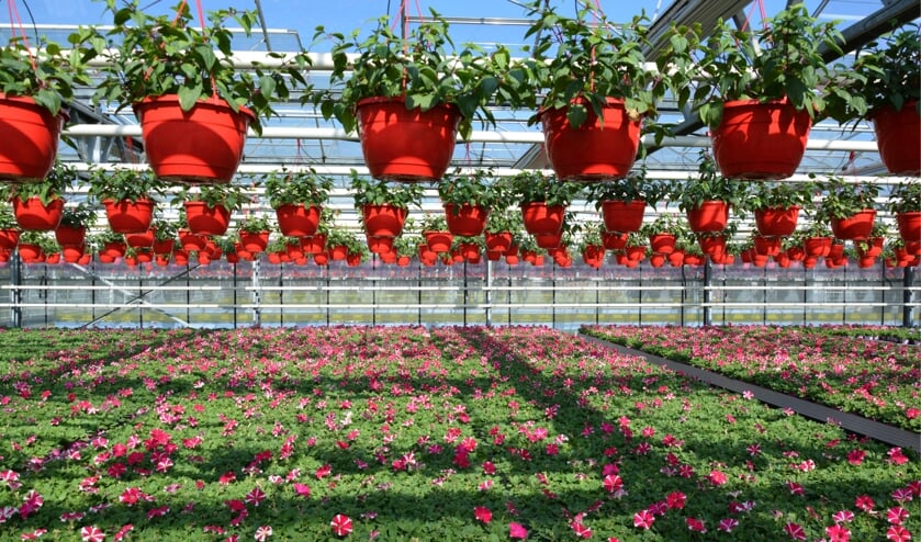 Petunia in warme tinten.