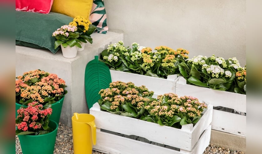 Kalanchoe Garden