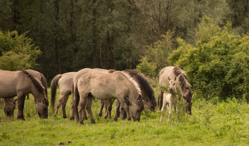 <p>Twee paarden raken hun plek kwijt aan de Eerste Elsgeesterweg. De paarden op de foto zijn niet de dieren waarover het in het artikel gaat. </p>