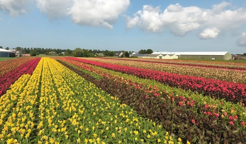 <p>Volgens de VON is de GOM zelf de grootste onttrekker van eersteklas Bollengrond. | Foto: PR</p>