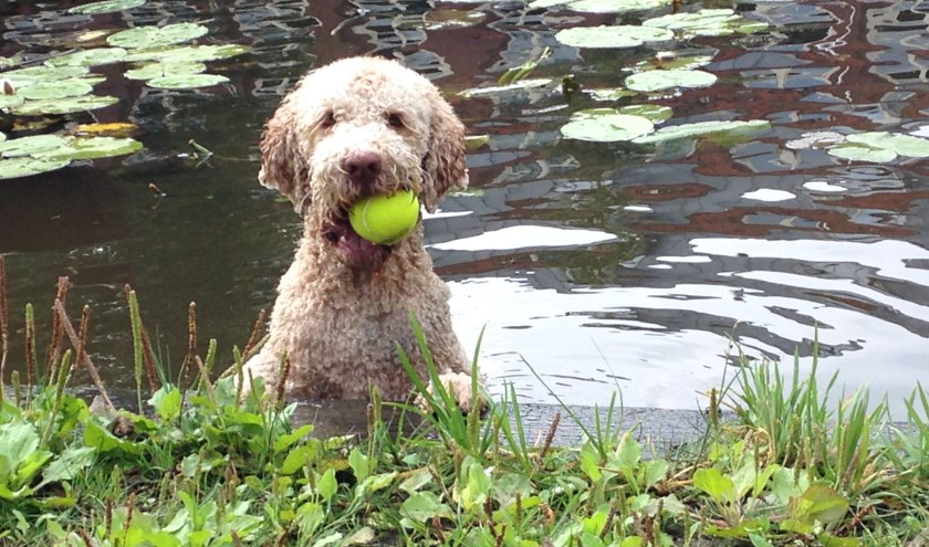 Zelfs uit het water wordt de tennisbal keurig teruggehaald.