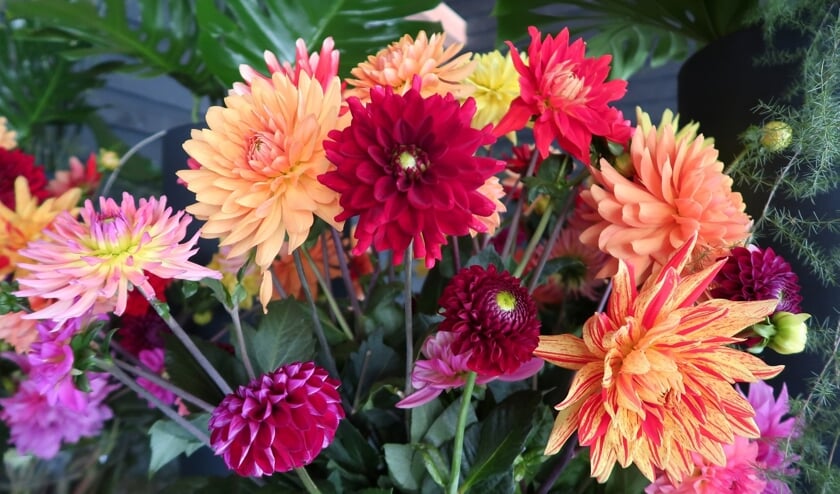 Prachtige snijdahlia's.