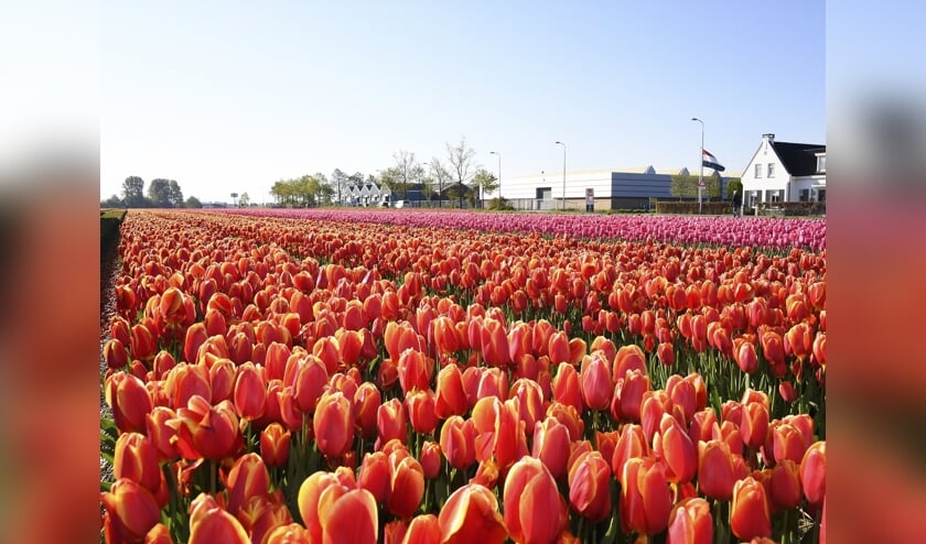 <p>De Bollenstreek wordt gezien als een van de meest aantrekkelijke woonomgevingen van Nederland.</p>