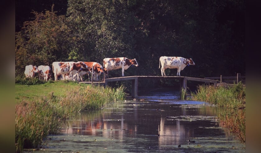 <p>Op hun gemak kuieren de koeien over het bruggetje, in beeld gevangen door de fotograaf. </p>