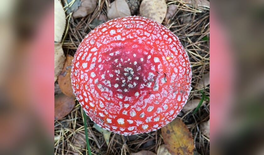 De welbekende vliegenzwam is een van de paddenstoelen die in deze tijd te zien is in De Houtkamp. | Foto: Douwe Sikkema