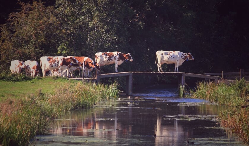 <p>Het plaatje van de overstekende koeien is verkozen tot Foto van het Jaar 2020. Momenteel mogen de leden van Je bent Lisser als... hun voorkeur uitspreken voor de mooiste van de afgelopen vier jaar. | Foto: Tony Whelan</p>