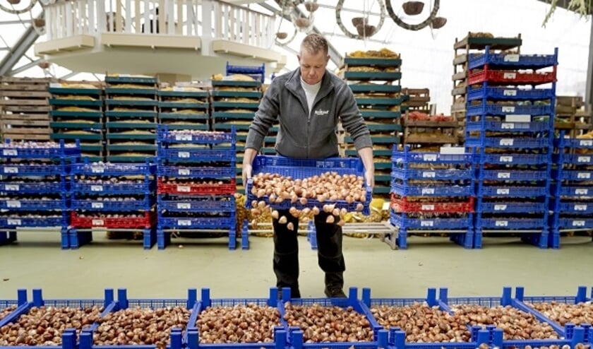 In de eerste video is te zien wat er gebeurt als de miljoenen bollen bij Keukenhof arriveren.