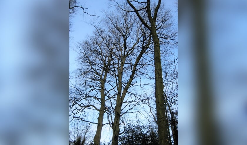 <p>De gezusters Beuk in januari 2012. | Foto Margreet Wesseling</p>