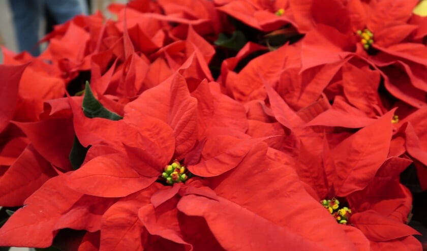 <p>De dieprode kerstster.</p>