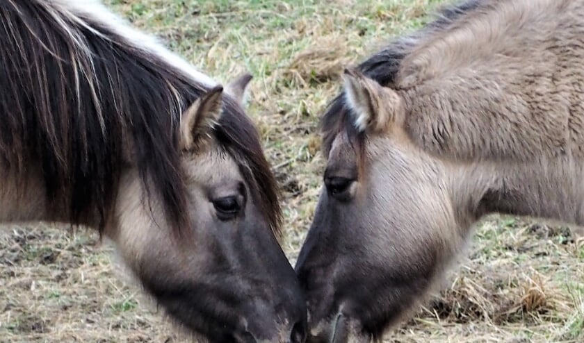 <p>De situatie rond de paardenlandjes lijkt rooskleuriger dan zich eerst liet aanzien. | Foto: Hedwig Elisabeth</p>