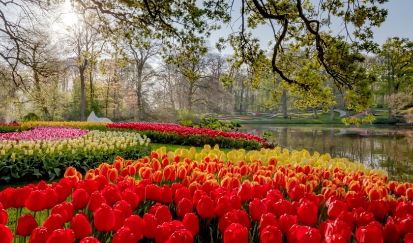 Keukenhof hoopt dat het in 2021 weer bezoekers kan ontvangen.