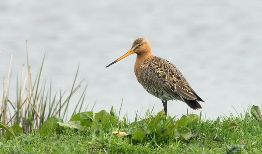 De grutto wordt wel de 'koning van de weidevogels' genoemd.