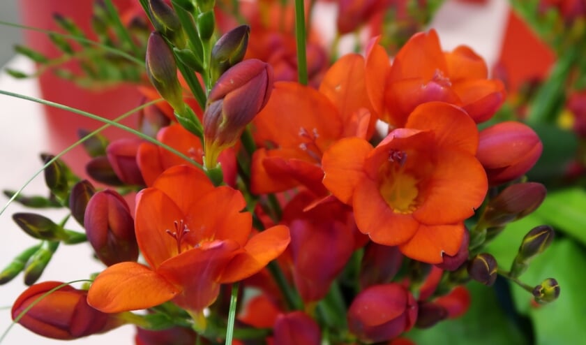 Een prachtige volle freesia.