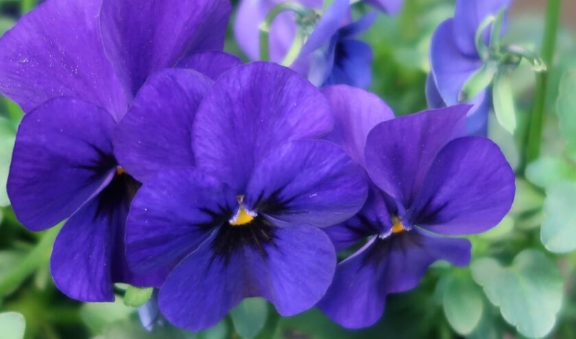Koningsblauwe violen.