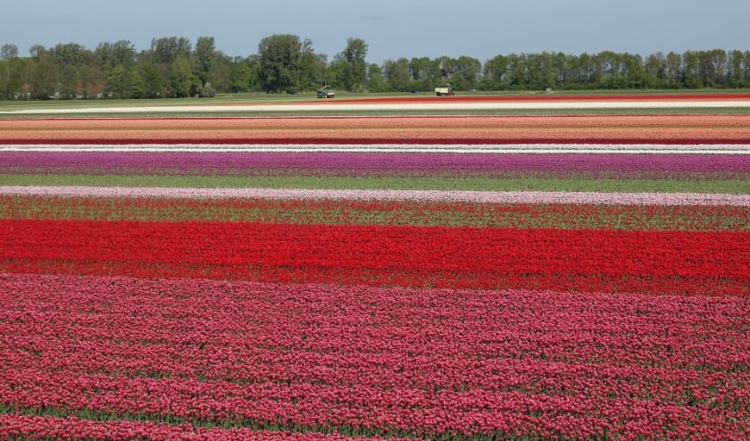 De bollenvelden lagen er ook dit jaar mooi bij, maar er zijn weinig toeristen geweest die ervan konden genieten.
