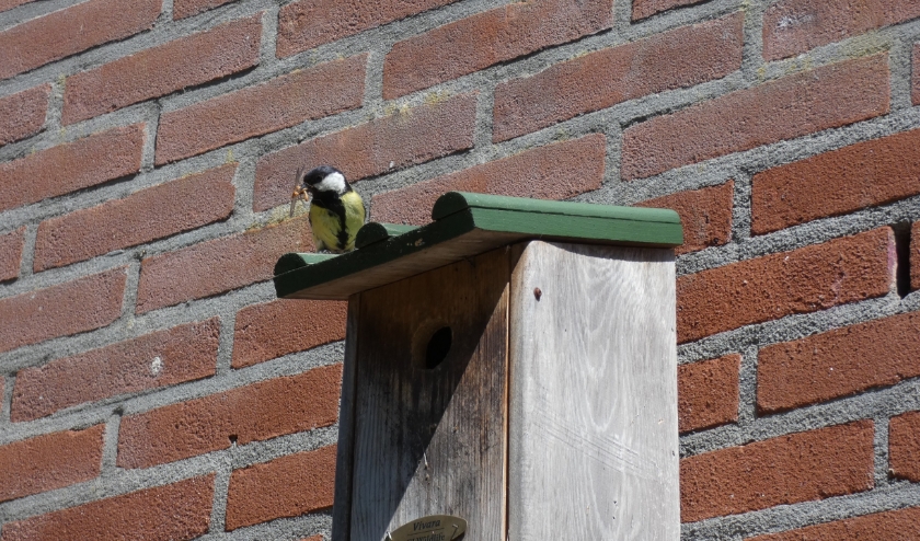 Broedtijd voor de koolmees. Dit kooltje bewaakt het onderkomen fel.