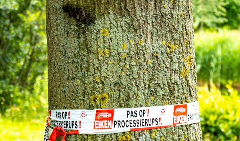 <p>Bomen waarin de eikenprocessierupsen zitten, worden gemarkeerd met een rood-wit lint. De nesten worden zo snel mogelijk verwijderd. </p>