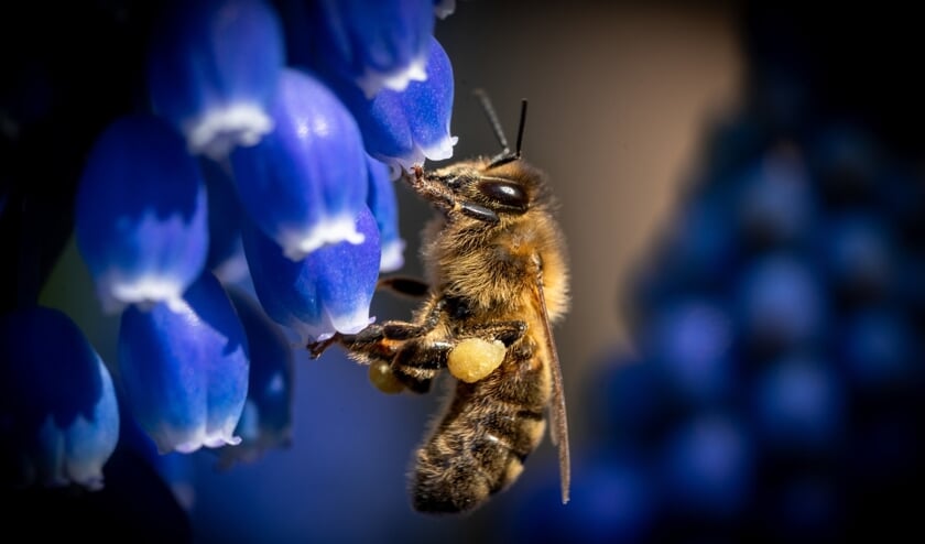 <p>Bijen werken hard, dag en nacht. (Bron -Groene Cirkel Bijenlandschap fotowedstrijd) | Foto Robin Valk</p>
