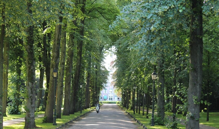 <p>De Bisschopslaan met de hoge bomen aan weerszijde is een van bekendste straten in Warmond.</p>