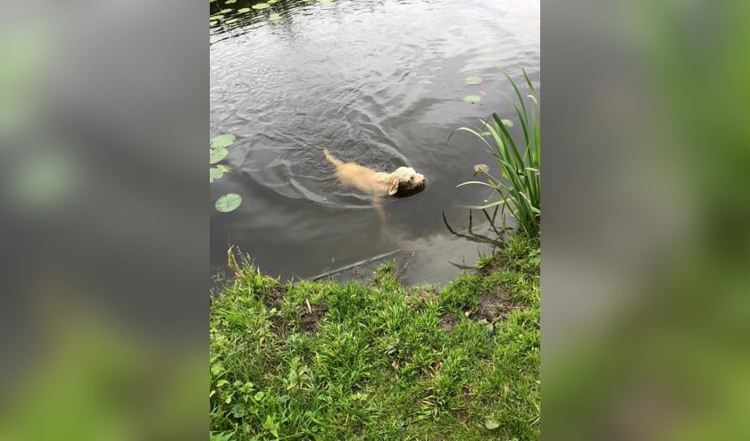 Soms zijn het echte waterratten, maar dat geldt niet voor alle honden.