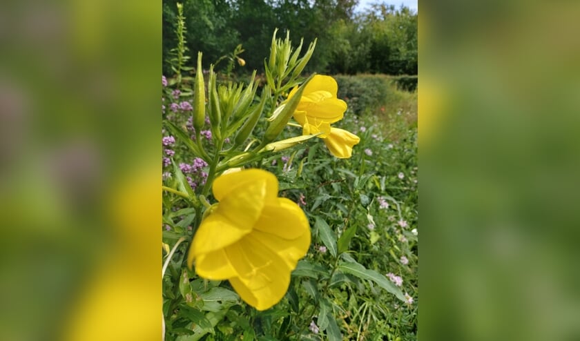 De teunisbloem.