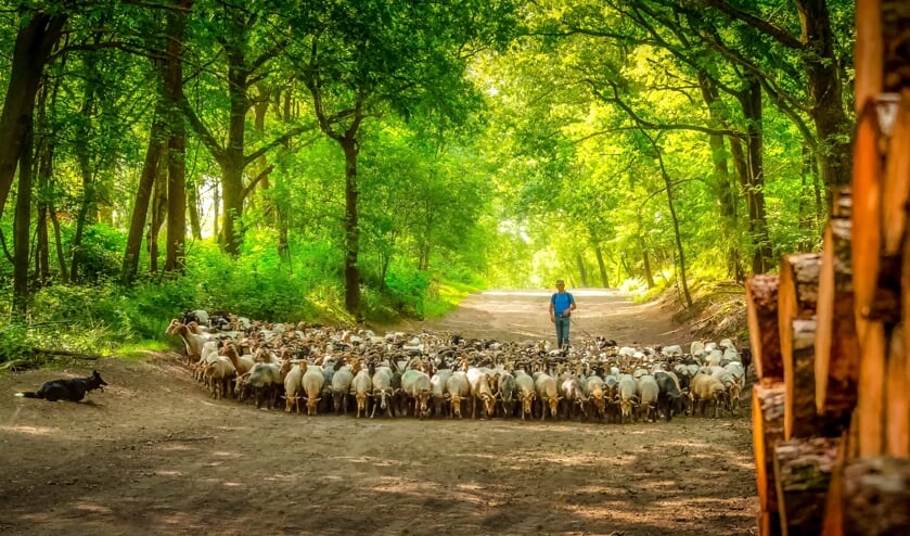450 Drentse schapen bij Havelte. |