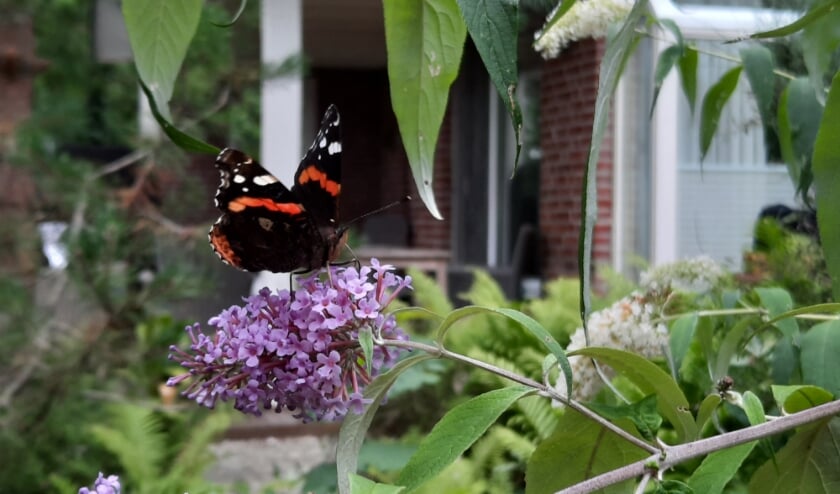 De atalanta, hier op een vlinderstruik, werd in Zuid-Holland het meest geteld.