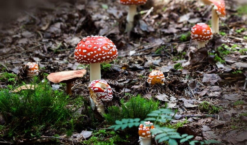Bij paddenstoelen denken de meeste mensen meteen aan die van 'rood met witte stippen'. Deze draagt de toch minder leuke naam vliegenzwam.