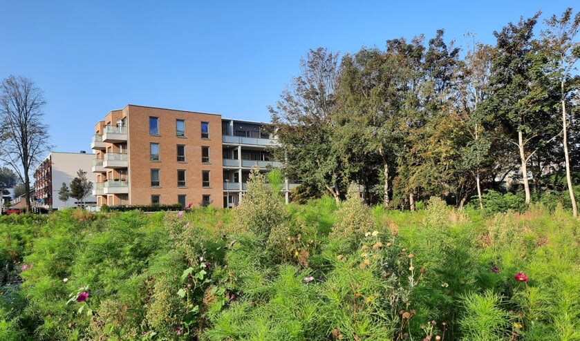 ‘Je kunt niet wonen in prachtige wilde bloemen’, zei CDA-raadslid Irene van der Plas over het stuk grond aan de Helbermweg in de Hoornes. | Foto: