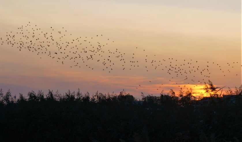 Spreeuwen voeren hun vliegshow op boven de Munnikkenpolder. | Foto: Ada Verwoerd