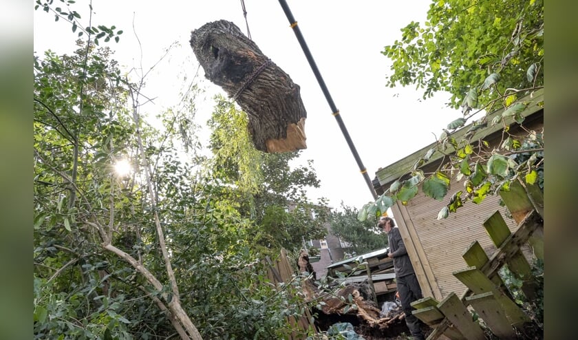 Hoogwerkers en housnipperaars bij de oude wilg in de Van Tetstraat. | Foto: Corine Zijerveld.